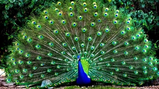 جلوه صوتی طاووس