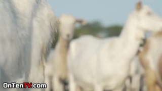 تاریخچه حضور بز در روی زمین و کمک به بقای انسانها