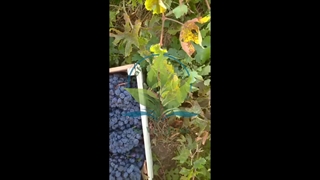 انگور سیاه شرابی نهال باما