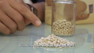 بذر جینسینگ را چگونه بکاریم