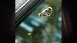 اصطناعت جامعه