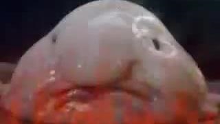 Random Blobfish Mulju Madness