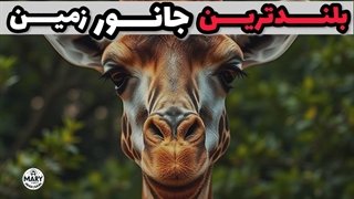 رازهای شگفت انگیز زرافه ها: بلندترین جانور زمین!