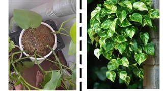 روش نحوه آموزش نکات طلایی نگهداری مراقبت پرورش نوررطوبت دما بهترین خاک کود سم تعویض گلدون گلدان محیط مناسب گل وگیاه آپارتمانی