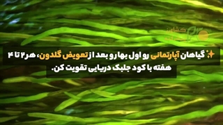 «زمان مصرف کود جلبک دریایی پودری و مایع یک دقیقه!»