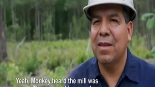 چوب بران باتلاقق 23 آذر 1402