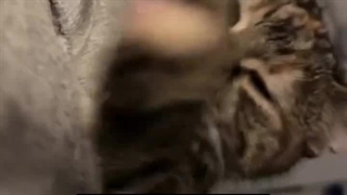 چیز زیادی نیسا:))